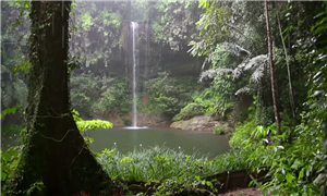 Rainforest Sounds